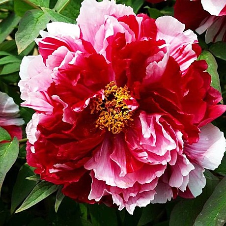 6427 Пион Ред виз пинк древ 1шт