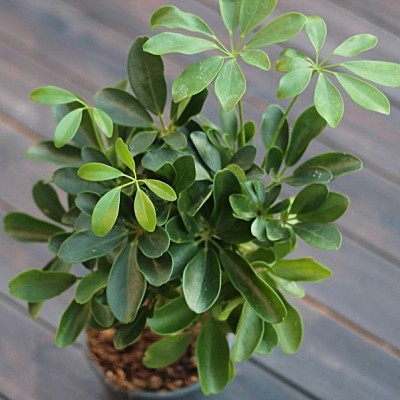 Шефлера компакта 11