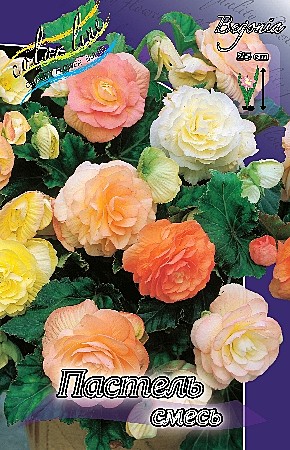 2120 Бегония Пастель смесь 3шт/1шт