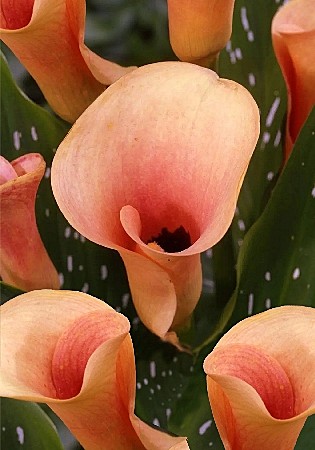 2780 Калла Окланд 2шт/1шт