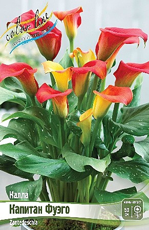 3161 Калла Капитан Фуэго 2шт/1шт