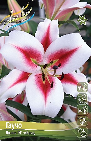 8033 Лилия Гаучо от 5шт/ 1шт