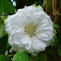 Клематис Дачес Эйденбург в тубе