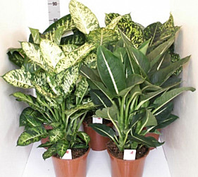 Диффенбахия 10