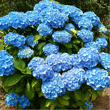 Гортензия крупн Никко Блю туба