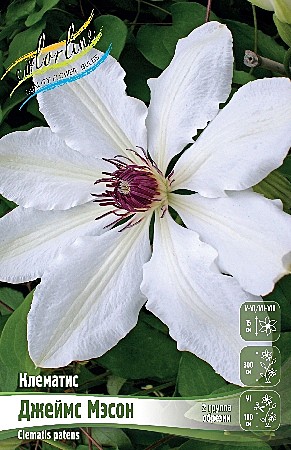 1368 Клематис Джеймс Мэсон 2шт (1шт)