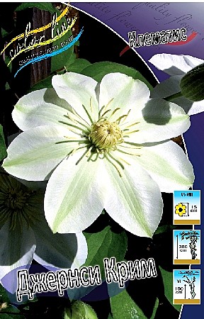 6068 Клематис Джернси Крим 2шт (1шт)