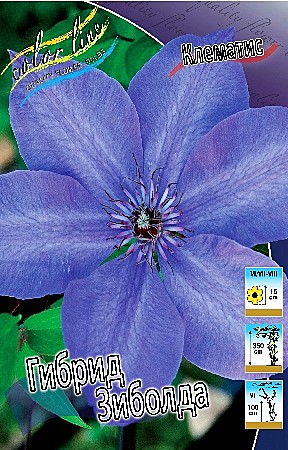 6099 Клематис Гибрид Зиболда  2шт (1шт)