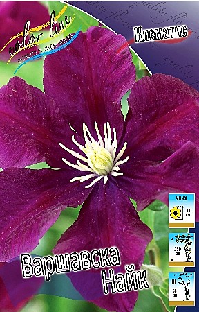 6365 Клематис Варшавска Найк 2шт (1шт)