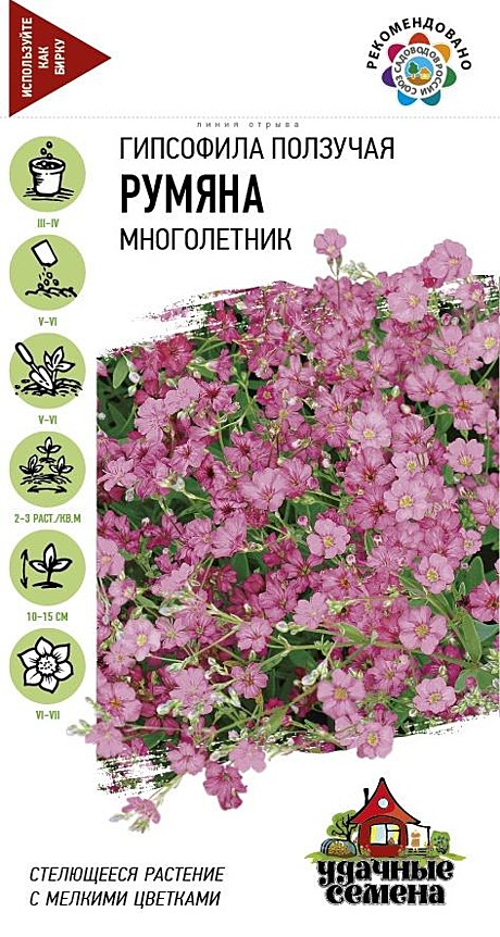 Ц Гипсофила Румяна Уд.с.