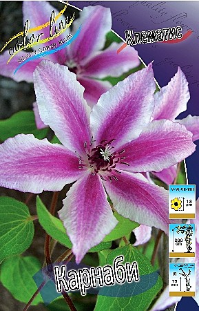1344 Клематис Карнаби 2шт /1шт/