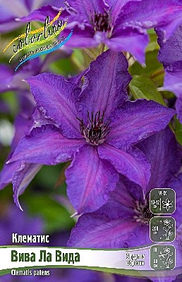 2696 Клематис Вива Ла Вида 1шт