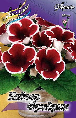 9343 Глоксинья Кайзер Фридрих 2шт/1шт