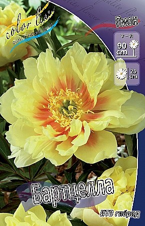 0374 Пион Бартцелла 10шт/1шт