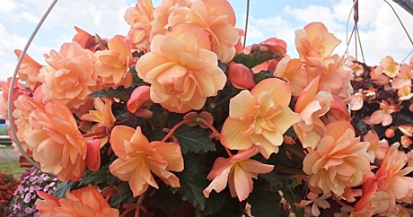 19 Бегония Fragrant Falls Peach /укор чер/