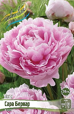 5894 Пион Сара Бернар 1шт