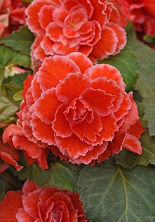 7928 Бегония Пикоти Лейс Красная 2шт/1шт