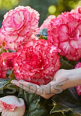 8974 Бегония Пикоти Лейс Белая-Розовая 2шт/1шт