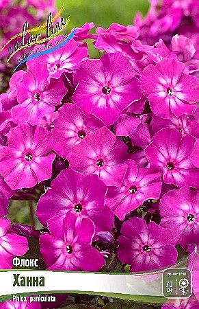 4961 Флокс Ханна БигПак 25шт/1шт