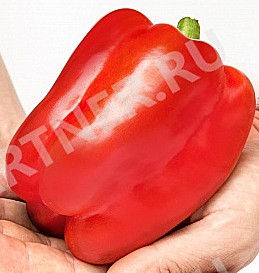 Рассада Перец Халиф ранний 1шт 