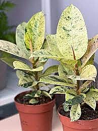 Фикус Шрайвериана 10/1