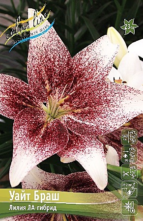 4163 Лилии УАЙТ БРАШ ЛА гибрид 5шт/1шт