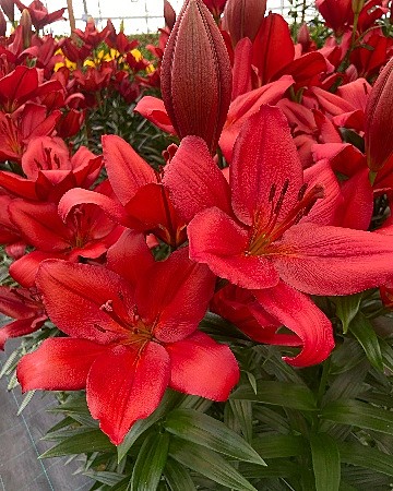 7783 Лилия Кандинский 7шт /1шт