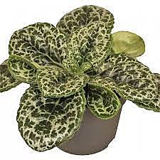 Стрептокарпус 7 Претти Тартл детка