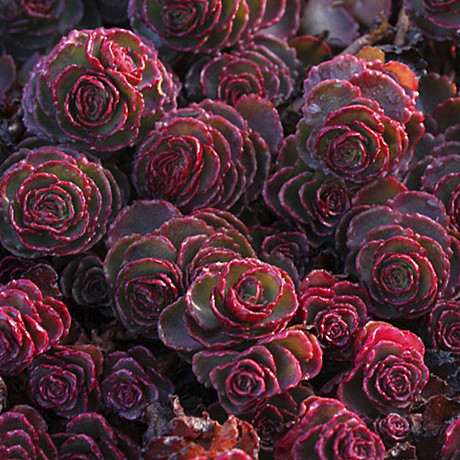 Капуста Вьюга 0,3гр УД