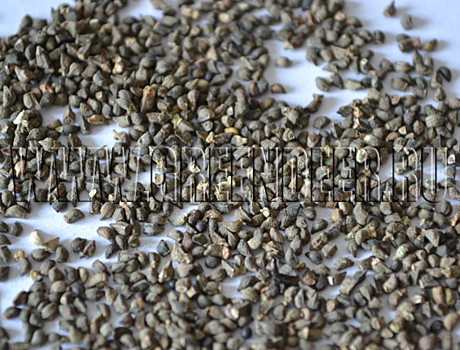 Ф Синяк обыкновенный 0,5кг (50)