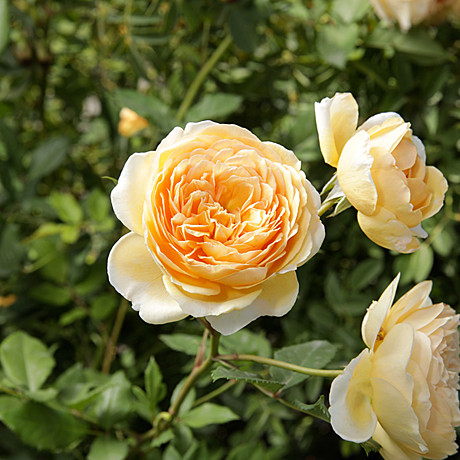 Роза Голден Селебрейшн шраб Садовита