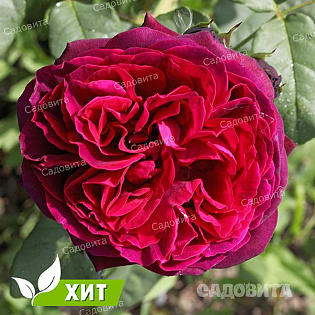 Роза Графиня Харденберг шраб Садовита