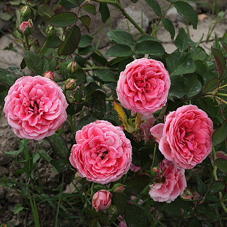 Роза Кимоно флориб в тубе