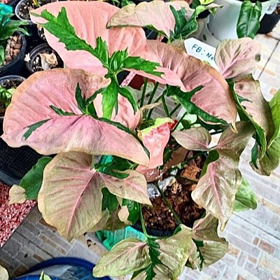 Сингониум Пинк Бьюти 9