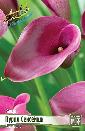 1862 Калла Пурпл Сенсейшн 2шт/1шт