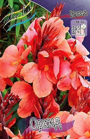 4523 Канна Орхид 1шт