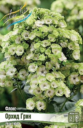 4621 Флокс Орхид Грин  2шт/1шт