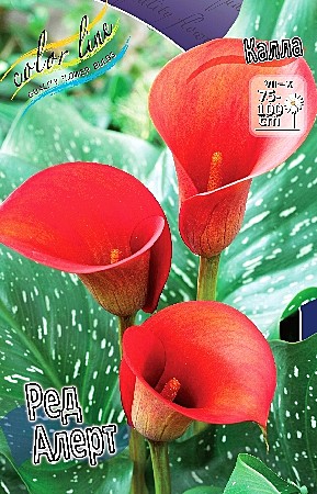 4642 Калла Ред Алерт 2шт /1шт