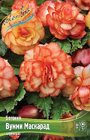 6547 Бегония Вумми Маскарад 3шт/1шт