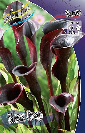 8221 Калла Блек Стар 2шт /1шт