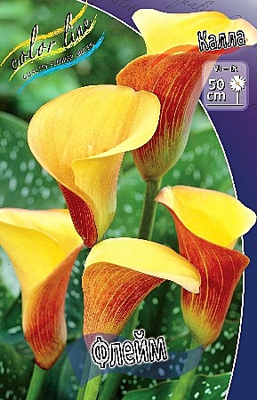 8252 Калла Флейм 2шт /1шт