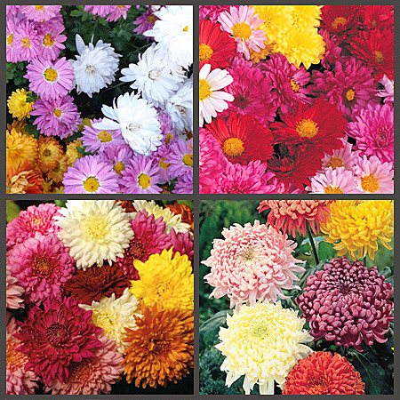 Хризантема