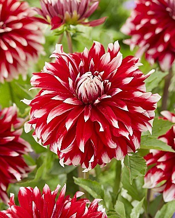 4830 Георгина Давос 1шт