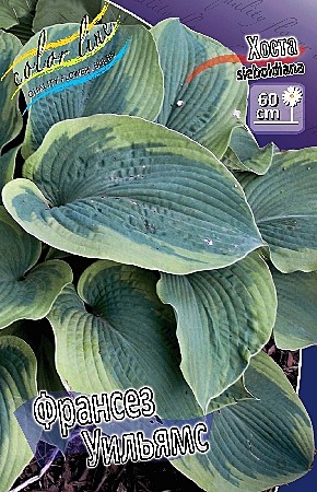 5702 Хоста Франсез Уильямс 2шт/1шт