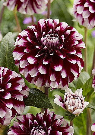 8616 Георгина Вик Джесс 1шт