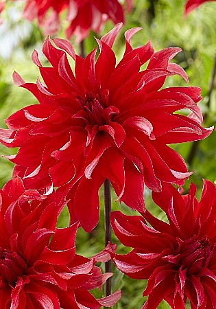 8708 Георгина Рэд Лабиринт 1шт