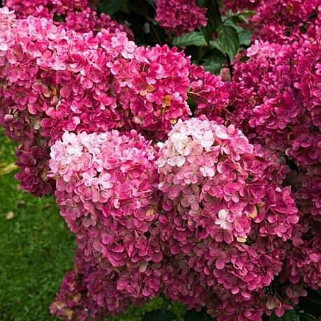 Гортензия метельч Самарская Лидия туба