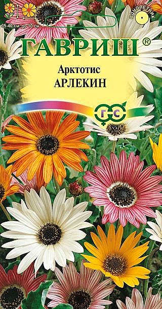 Ц Арктотис Арлекин смесь Гавриш