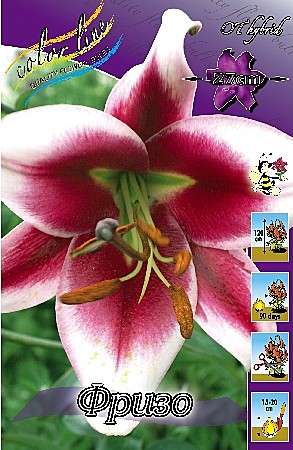 4279 Лилия Фризо от 5шт(1шт)