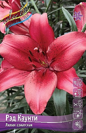 6923 Лилия Ред Каунти аз 5шт (1шт)